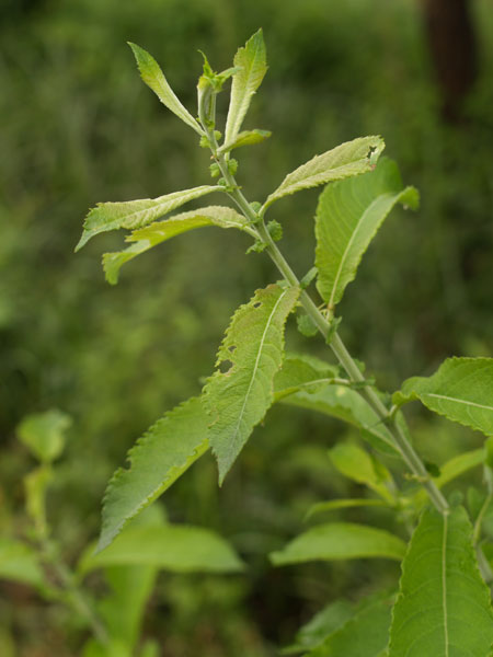 ..un Allium ed un Salix...